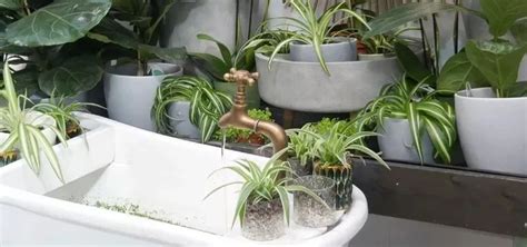 床頭pan 廁所放植物